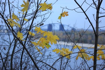 Yellow maple leaves