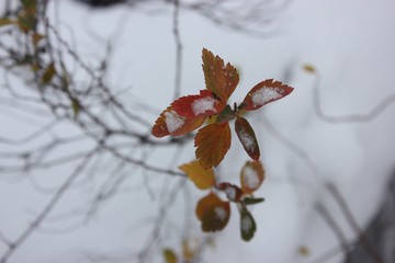 First snow, Autumn leaves 