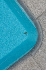 The water vacuum cleaner for the pool. Care of the pool. How to clean the pool. Underwater vacuum cleaner. Pool cleaning.