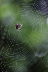 Araña tejiendo su tela de araña