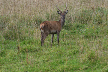 Red Deer Ireland 2019