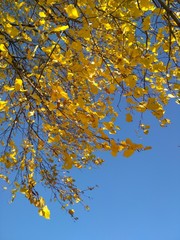 autumn leaves against blue sky