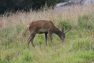 Red Deer Ireland 2019