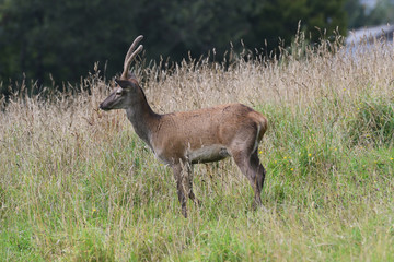 Red Deer Ireland 2019
