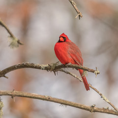 Cardinal