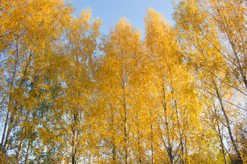 trees with golden foliage in the autumn forest