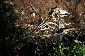 Skeleton of the deer