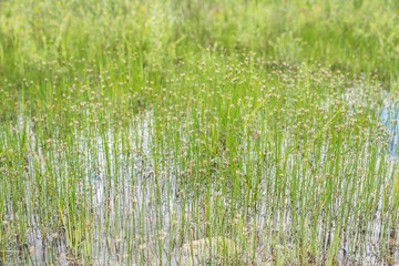 Gras in Wasserpfütze
