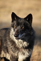 Fototapeta premium A north american wolf (Canis lupus) staying in the gold dry grass in front of the forest. Calm, black and big north american wolf male. Huge black wolf male portrait.