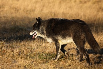 A north american wolf (Canis lupus) walking in the gold dry grass in front of the forest. Calm, black and big north american wolf male.