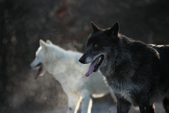 A north american wolf male (Canis lupus) with an Arctic Wolf (Canis lupus arctos) staying in the dry grass in front of the forest. Morning sun.