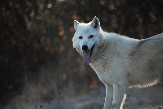 An Arctic Wolf (Canis lupus arctos) staying in dry grass in front of the forest. Calm white and beautiful arctic wolf feline. White wolf feline portrait.