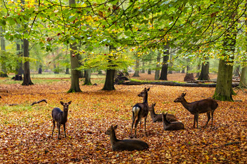 Herd of deers in the forest