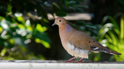 turtledove