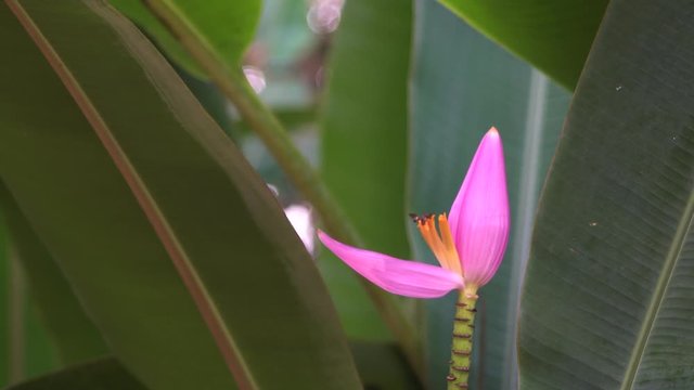 Banana blossom in the tropical garden