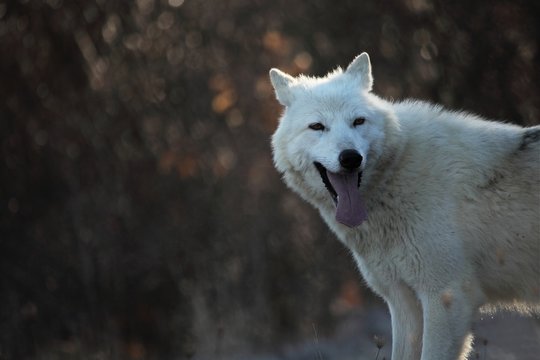 An Arctic Wolf (Canis lupus arctos) staying in dry grass in front of the forest. Calm white and beautiful arctic wolf feline. White wolf female portrait.