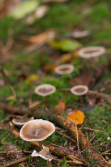 Pilze im Wald