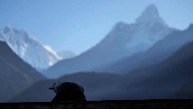 crows on the background of the Himalayan mountains