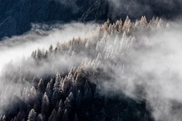 Foto auf Leinwand Wald im Nebel © Sven Lehmberg