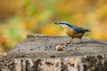Eurasian nuthatch, a small blue-grey and orange colored bird with black stripe over eye, sitting on a tree stump and pecking at sunflower seeds. Sunny autumn day in a park. Colorful blurry background.