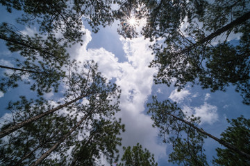 Obraz na płótnie Canvas View up or bottom view of pine trees in forest in sunshine. Royalty high-quality free stock photo image looking up in pine forest tree to canopy. Lush green foliage, trees, sunlight upper view