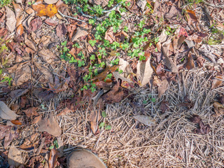 close look at forest floor