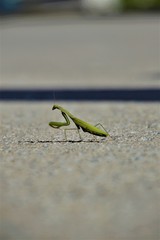 Mantis religiosa, cruzando una carretera