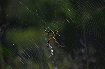 Una araña de bosque