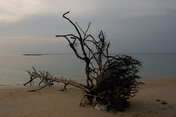 A dead tree thrown by storm to the Nai Yang Beach, Phuket, Thailand