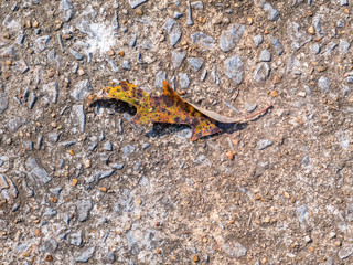fallen leaf on concrete