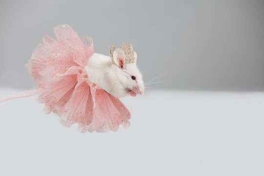The white mouse is a rat dressed in a lush pink skirt and crown.Princess Creative Concept.2020 year of the rat, mouse. Happy New Year 2020 Greeting Card