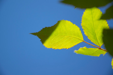 green leaf on blue sky