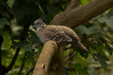 The Crested Pigeon (Ocyphaps lophotes).