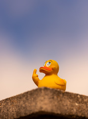 a yellow duck atirically shwoing the middle finger gesture 