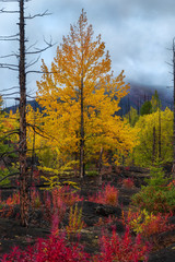 Fototapeta premium Autumn landscape in Dead Forest, after eruption of Tolbachik volcano. Kamchatka, Russia.