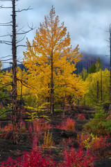 Autumn landscape in Dead Forest, after eruption of Tolbachik volcano. Kamchatka, Russia.