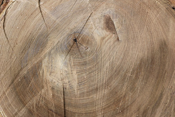 wood texture of an irregularly cut tree with circular rings and notches - stump