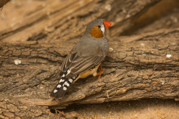 The Zebra Finch (Taeniopygia guttata).