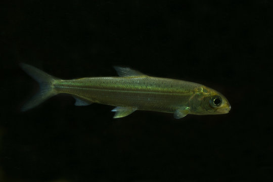 The Whitefish (Coregonus wartmanni) in aquarium.