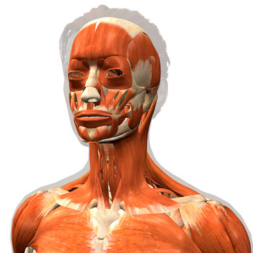 Facial Muscles of a Woman, 3D Rendering on White