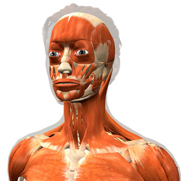 Facial Muscles of a Woman, 3D Rendering on White