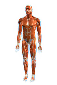 Muscles of the Human Body, Anterior View, 3D Rendering 