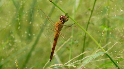 Fototapeta premium Close up of a dragonfly on the leaf