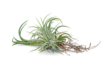 Tillandsia isolated on white background. Tillandsia are careless and low maintenance ornamental plants that required no soil, only plenty of water, sunlight and good airflow