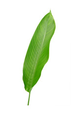 Green leaf isolated on white background. Heliconia leaf, tropical ornamental evergreen leaf.