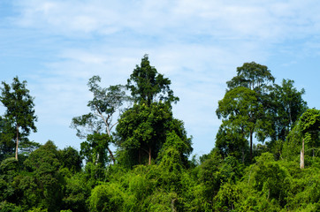 Fototapeta na wymiar Beautiful image of rain-forest at Royal Belum State Park, Gerik Perak Malaysia.