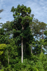 Beautiful image of rain-forest at Royal Belum State Park, Gerik Perak Malaysia. - 300039526