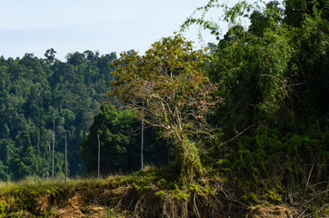 Obraz na płótnie Canvas Beautiful image of rain-forest at Royal Belum State Park, Gerik Perak Malaysia.