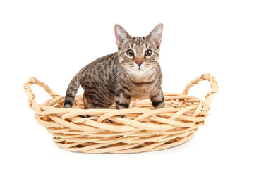 Fototapeta na wymiar Bengal cat standing in a basket looking to the side