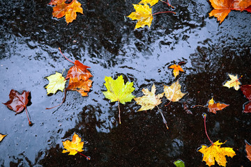 Wet autumn leaves on pavement in the rain